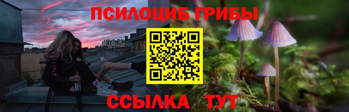 Псилоцибиновые грибы Psilocybine cubensis Петрозаводск